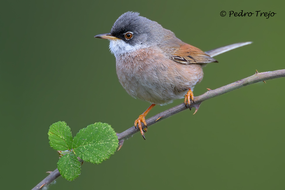 Curruca tomillera (Sylvia conspicillata)